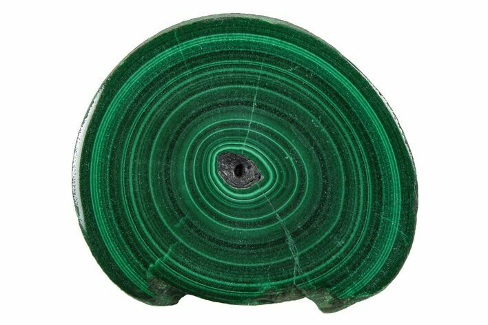 Polished Malachite Stalactite Slice - Congo #251843